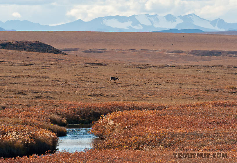 A cow caribou behind the Kuparuk River, with the Philip Smith Mountains of the Arctic National Wildlife Refuge (ANWR) in the background. From the Kuparuk River in Alaska.