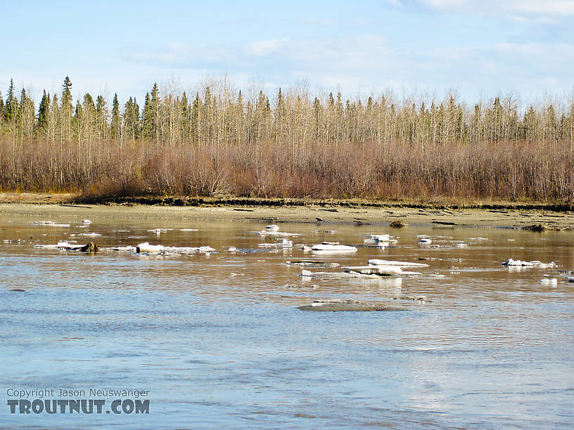 Here's what the main channel looked like on this trip.  The tributaries up in the hills look like this, or worse.  Early May isn't fly fishing season yet in interior Alaska. From the Tanana River in Alaska.