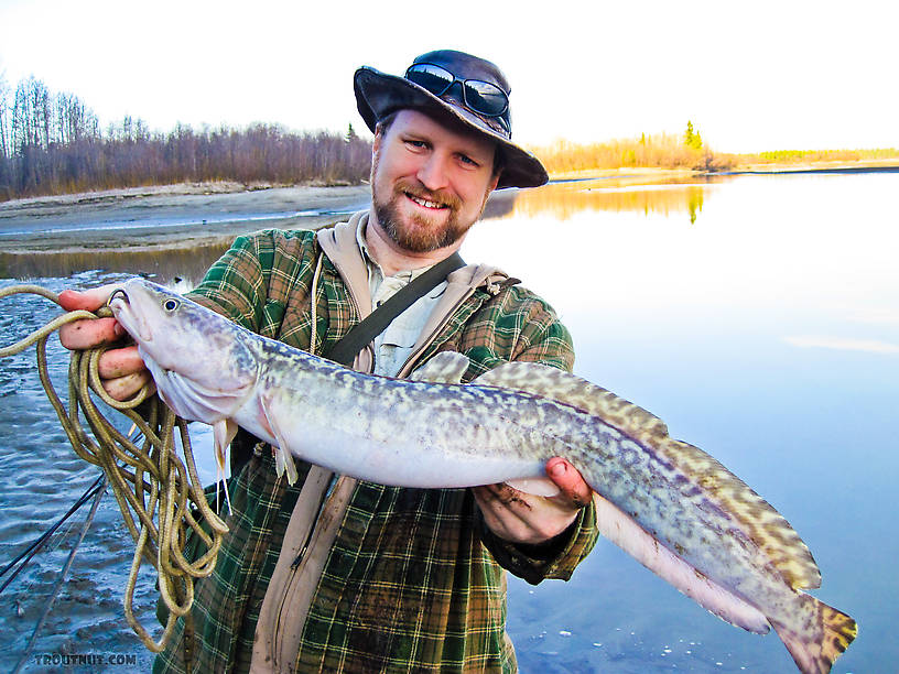 This is my first (non ice-fishing) fish of 2011 and my best burbot yet, my first one of a respectable size, although they get much bigger. From the Tanana River in Alaska.