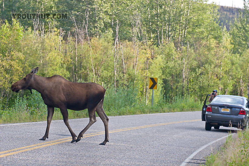 One of the most common sights on Chena Hot Springs Road is a moose crossing the road.  The next most common sight is somebody taking a picture of the moose crossing the road. From the Chena River in Alaska.