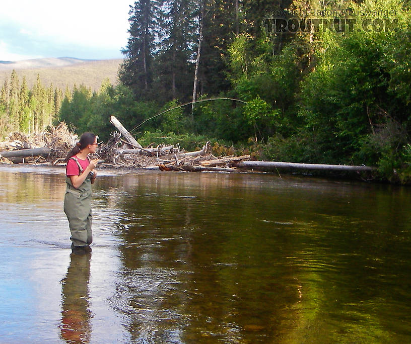 My wife plays her first grayling. From the Chena River in Alaska.