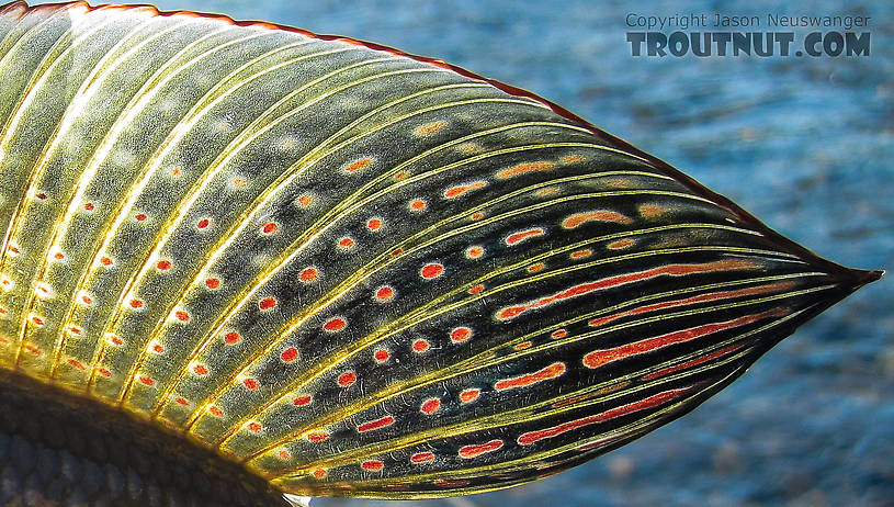 The dorsal fin of a grayling is one of the prettiest sites in Alaska. From Nome Creek in Alaska.