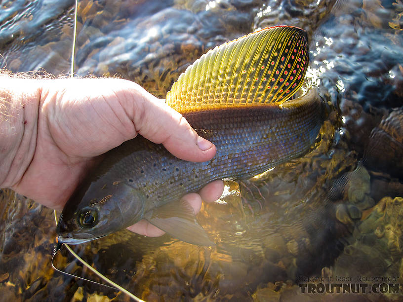 Beautiful grayling brought to hand. From Nome Creek in Alaska.