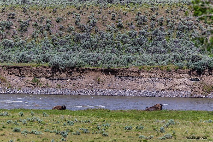 Two bison cooling off in the Lamar River From the Lamar River in Wyoming.