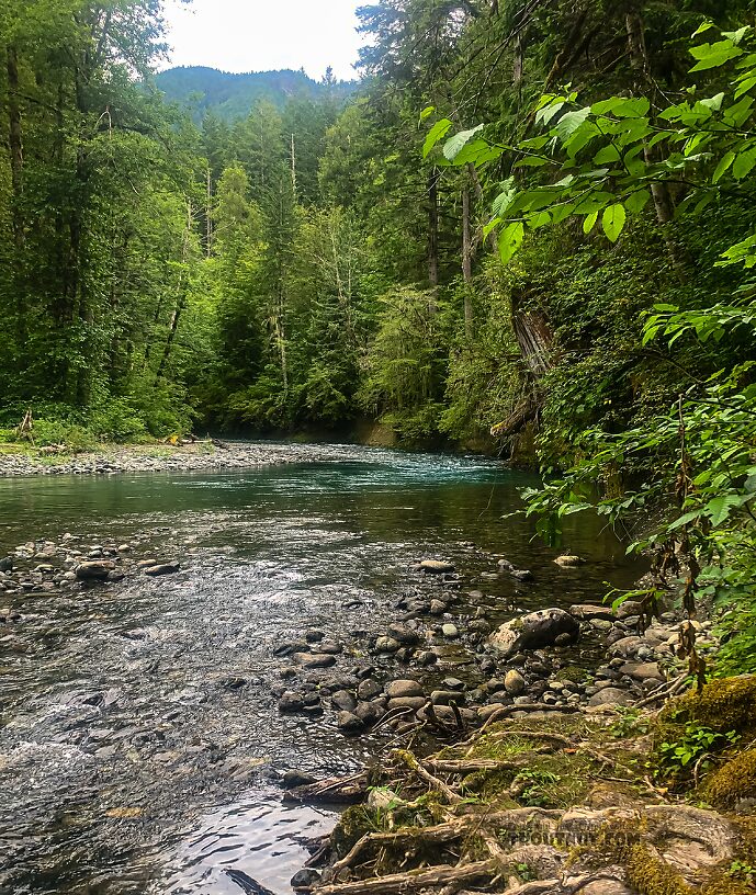  From the Dosewallips River in Washington.