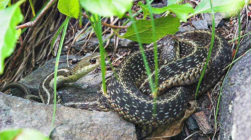 Two garter snakes rest on the warm rocks alongside a path through a trout stream gorge. From Enfield Creek in New York.