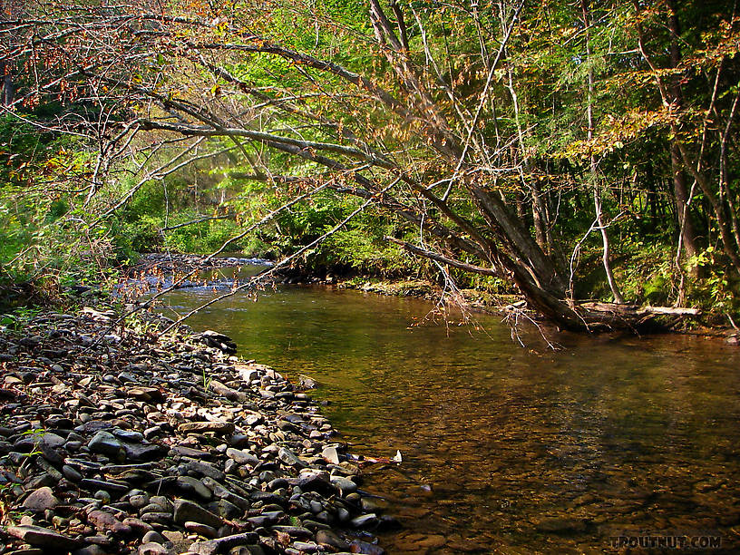 From the East Branch of Trout Brook in New York.