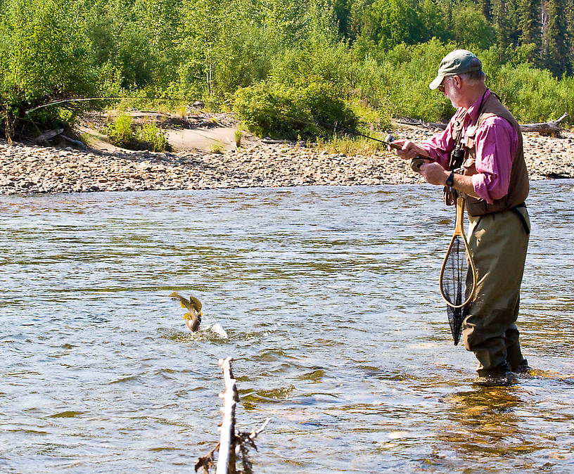 Here my dad's fighting a very nice arctic grayling, and this photo caught it mid-jump at the end of his line.  This one eventually shook the hook, but we both caught many more in the same size range. From the Chena River in Alaska.