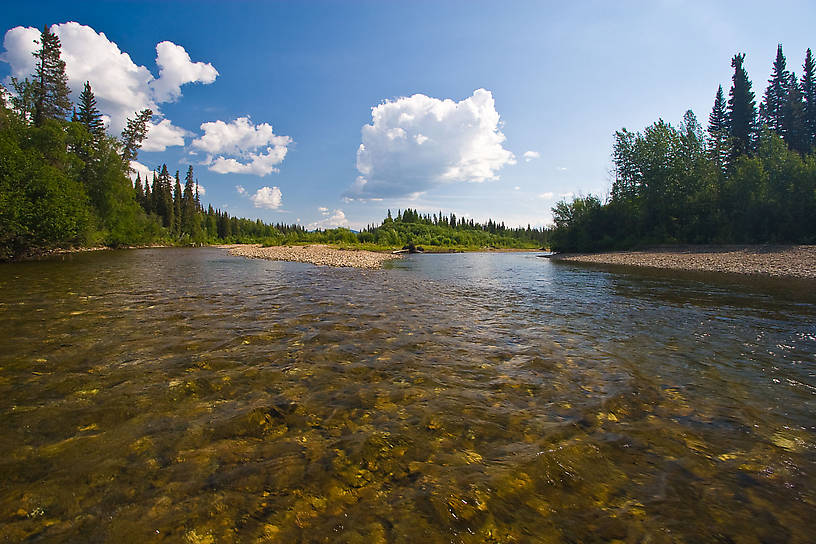 Two major forks of this grayling stream come together in this pretty pool. From the Chena River in Alaska.