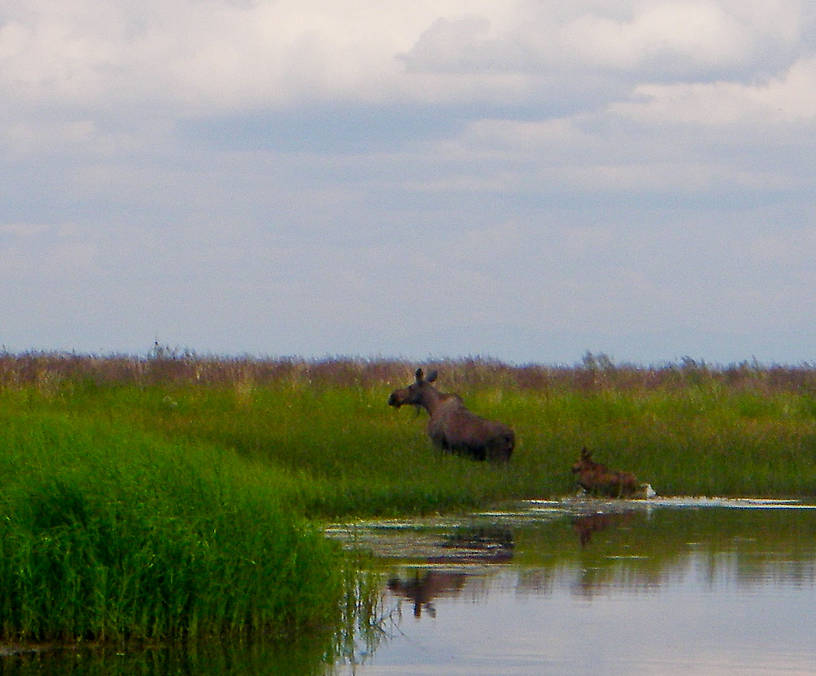 A cow moose with her calf clamber out of the slough we were fishing for pike. From Minto Flats in Alaska.