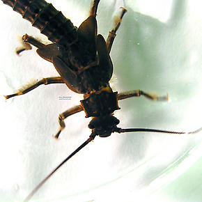 Pteronarcys dorsata (Giant Black Stonefly) Stonefly Nymph