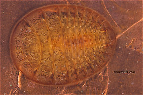 Here's a "water penny" (a Psephenidae beetle larva) crawling around on a real penny.  Psephenus (Water Pennies) Beetle Larva from Fall Creek in New York