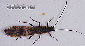 Taeniopterygidae (Willowflies) Stonefly Adult