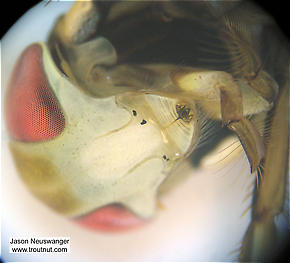 I really like this view through the microscope of a water boatman's mouth and metallic-looking compound eyes.  Sigara Water Boatman Adult from Fall Creek in New York