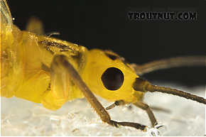 Isoperla (Stripetails and Yellow Stones) Stonefly Adult