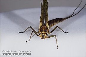 Female Hexagenia limbata (Hex) Mayfly Dun