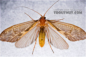 Neophylax (Autumn Mottled Sedges) Caddisfly Adult