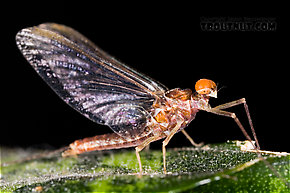 Male Ephemerella subvaria (Hendrickson) Mayfly Spinner