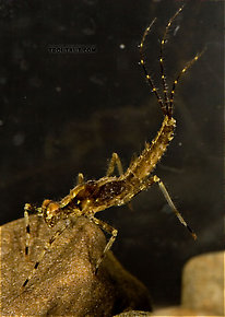Penelomax septentrionalis  Mayfly Nymph