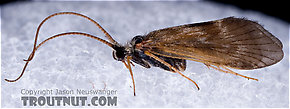 Apatania (Early Smoky Wing Sedges) Caddisfly Adult