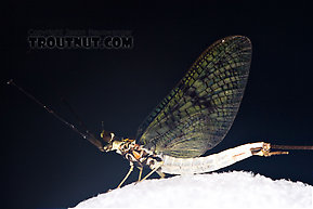 Male Ephemera guttulata (Green Drake) Mayfly Spinner