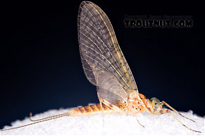 Maccaffertium ithaca (Light Cahill) Mayfly Dun