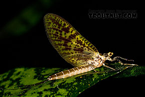 Female Ephemera guttulata (Green Drake) Mayfly Dun