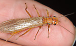 Female Hesperoperla pacifica (Golden Stone) Stonefly Adult from the Grande Rhonde River in Washington