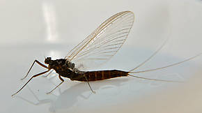 Female Paraleptophlebia (Blue Quills and Mahogany Duns) Mayfly Adult