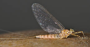 Epeorus albertae (Pink Lady) Mayfly Spinner