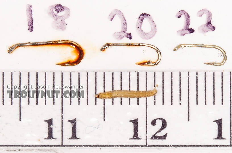 Chironomidae (Midges) Midge Larva from the Gulkana River in Alaska