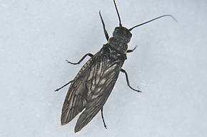 Male Sialis hamata Alderfly Adult from the  Touchet River in Washington