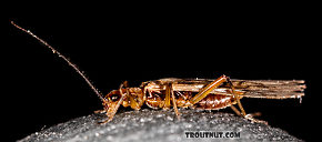 Male Malenka tina (Tiny Winter Black) Stonefly Adult