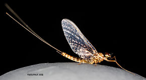 Male Rhithrogena undulata (Small Western Red Quill) Mayfly Spinner