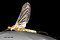 Male Ephemerella dorothea infrequens (Pale Morning Dun) Mayfly Dun
