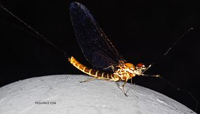 Male Rhithrogena hageni (Western Black Quill) Mayfly Spinner
