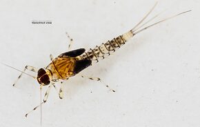 Male Baetis flavistriga (BWO) Mayfly Nymph