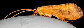 Male Onocosmoecus unicolor (Great Late-Summer Sedge) Caddisfly Adult