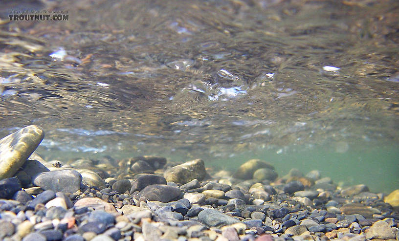 Here's one of my first test underwater pictures with the Pentax Optio WPi.  It's a very shallow riffle in a clear trout stream. From Salmon Creek in New York.