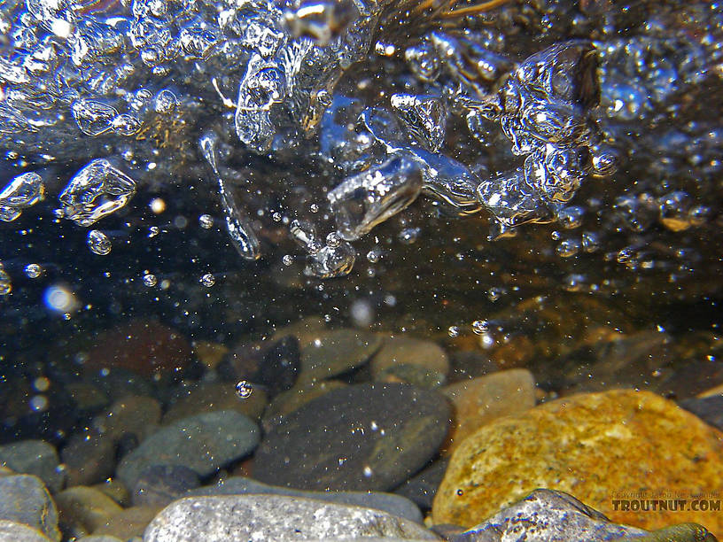 This flash photo freezes the turbulent underside of a shallow riffle in a clear trout stream. From Salmon Creek in New York.