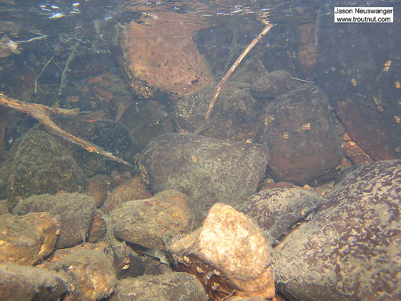 Can you spot the brook trout in this picture? This is a good example of how they seek cover when a danger (my camera) approaches. From Mystery Creek # 4 in Wisconsin.